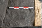 Foto (Detailansicht) von Thinnfeldia gracilis Ettingshausen (NHMW-GEO-2024-0188-10315)